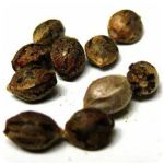 Семена марихуаны АК-47  (Seeds AK-47) в Белореченске